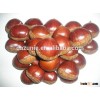 Fresh Chestnut