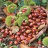 Organic Raw Fresh Chestnut in bulk