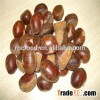 2015 Chinese Organic Fresh Raw Sweet Chestnuts for Sale