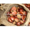 China Fresh Chestnuts