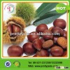 chinese fresh chestnut