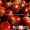 Fresh china chestnut