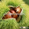 dried raw sweet chestnut ( 50kg gunny package)