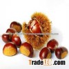 Crop Chinese Sweet Chestnut,Organic Kuancheng Chestnut--the 15pcs/20-40pcs/40-60pcs/60-80pcs from Sh