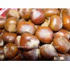 Chestnut New Corps For Export
