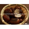 High quality chestnuts