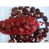 2011 crop chestnuts