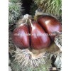 water chestnut from china /chestnut from china