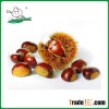 high quality chestnut/New crop chestnut/fresh chestnut