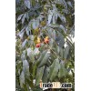 Castanospermum australe