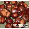 Organic Fresh Chestnuts at cheap price