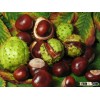 Chestnuts ( Best Quality ) wholesale