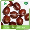 Sweet fresh raw wholesale frozen chestnuts in shell