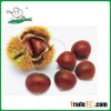 Chestnut/Fresh chestnut/ Chestnut wholesale