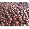 2012 New Fresh Chestnut (Best price)