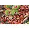 Chinese Origin Fresh Crop Chestnuts