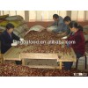 low price fresh chestnut ( direct factory )