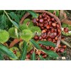 Manufacturer Provide Import Fresh Chestnut