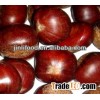 2013 New season fresh chestnut in low price Dandong origin