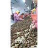 2016 new products snack foods chinese chestnuts for sale/health food chestnuts