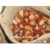 2015 snack foods fresh roasted chestnuts/raw organic bulk nuts/chinese chestnuts for sale/organic wa