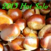 2013 high quality fresh chestnut and chinese chestnut for sale
