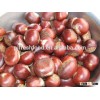 Fresh chestnut for sale/frozen chestnut for export