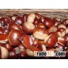 Fresh Chestnuts