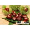 Fresh chestnut FOr Sale