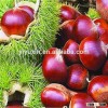 100% organic raw chestnuts/ Frozen Peeled Chestnut/ High Quality Fresh Chestnut