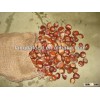 good quality Chinese fresh chestnut