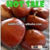 Fresh chestnut,Dandong fresh chestnuts with all sizes of fresh chestnut chestnut