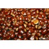 Chestnut, Almond|Apricot Kernels|Betel Nuts|Brazil Nuts|Cashew Nuts|Chestnuts|Ginkgo Nuts|Hazelnuts|