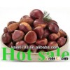 Fresh chestnut buy!2013 chinese chestnuts-high quality good price chestnut for sale in dandong with 