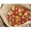 fresh chestnut/food stuff dried chestnuts/bulk chestnuts/South African Chestnuts Species--Organic Fr