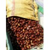 raw fresh good chestnuts packed and exported to Turkey;great ability of stock a lot.