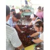 dandong city chestnuts Hot Sale