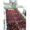 price chestnut; raw fresh good chestnuts exported to Turkey;great ability of stock a lot.