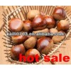 Driect factory 2013 new crop chestnuts for raw jute buyer with good price