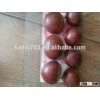 dandong city chestnuts taian species