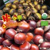 Fresh Chestnut, bulk chestnuts, Hebei raw chestnuts for sale