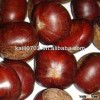 2013 area representative chestnuts in shell with size 40-50.40-60.etc,