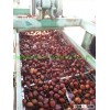 best for roasting chestnut