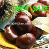Price chestnut on sale and chinese fresh chestnut wholesale.