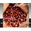 sweet fresh chestnut
