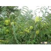 chinese chestnut fresh and big