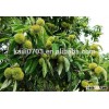 healthy food good taste, choose our chestnut