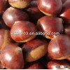 2013 chestnuts distributor required for india