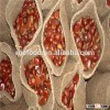 5kg gunny bag 40-50 chestnut chinese dandong fresh chestnut