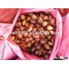 chestnuts jinhua species